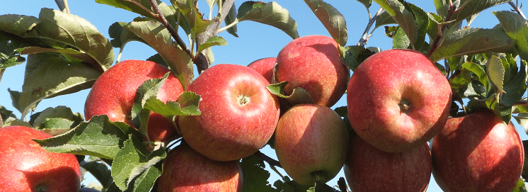 Fruitteeltbedrijf Vereecken