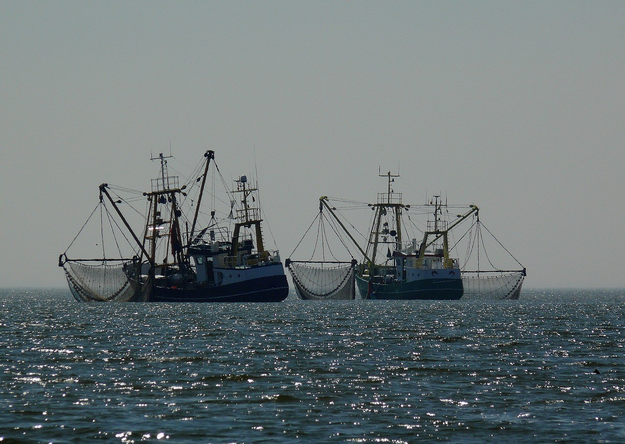 Vis uit de Noordzee