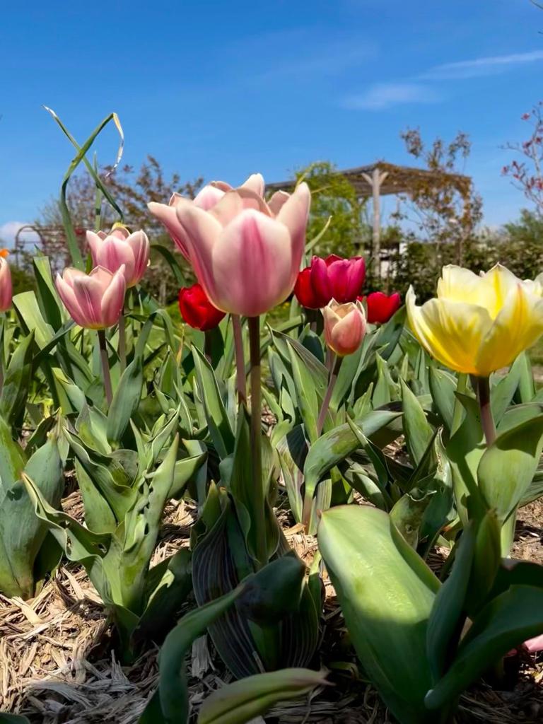 Hof Zjevernie tulpen
