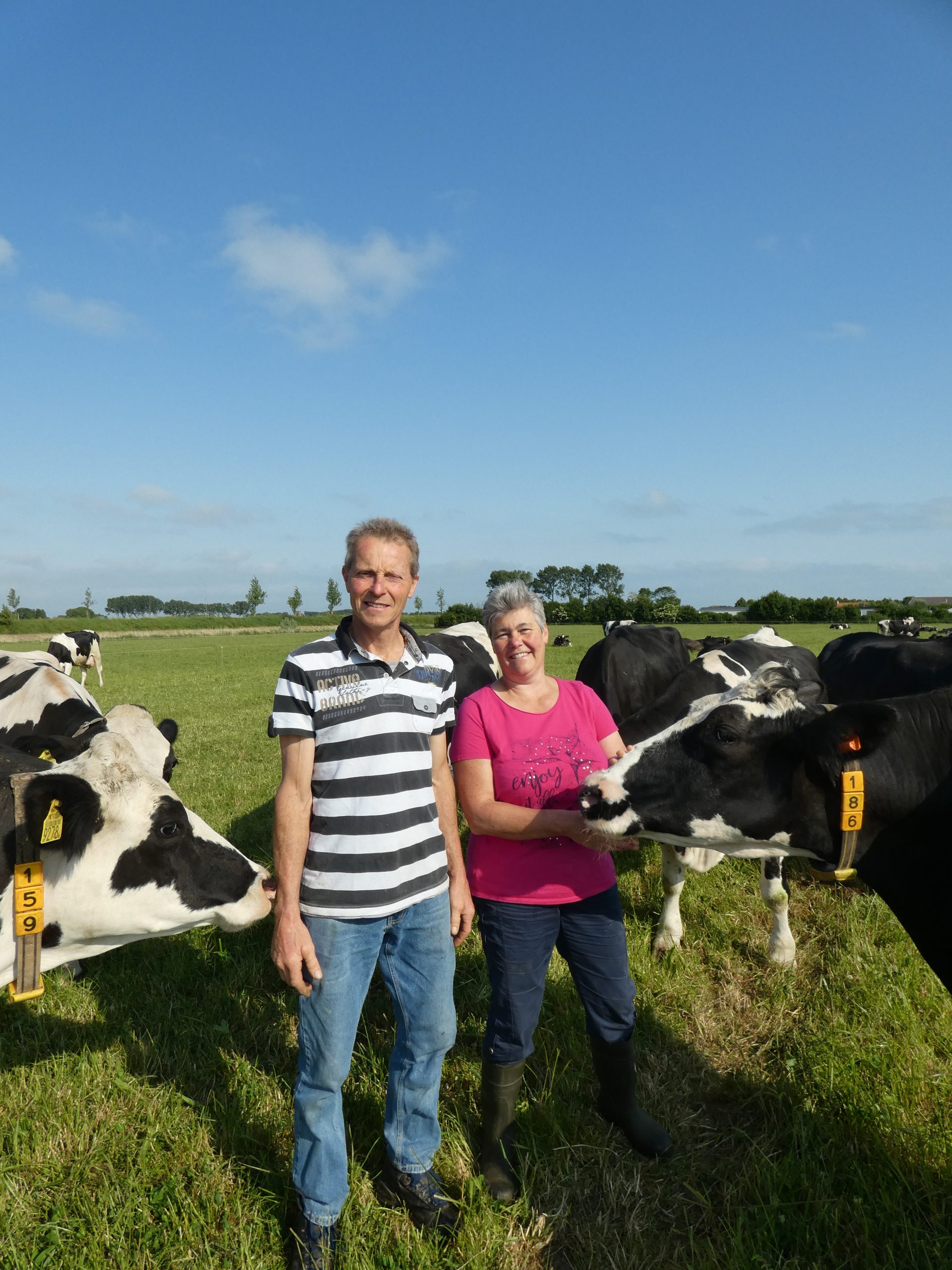 Melkveebedrijf Van den Hout in Nieuwvliet