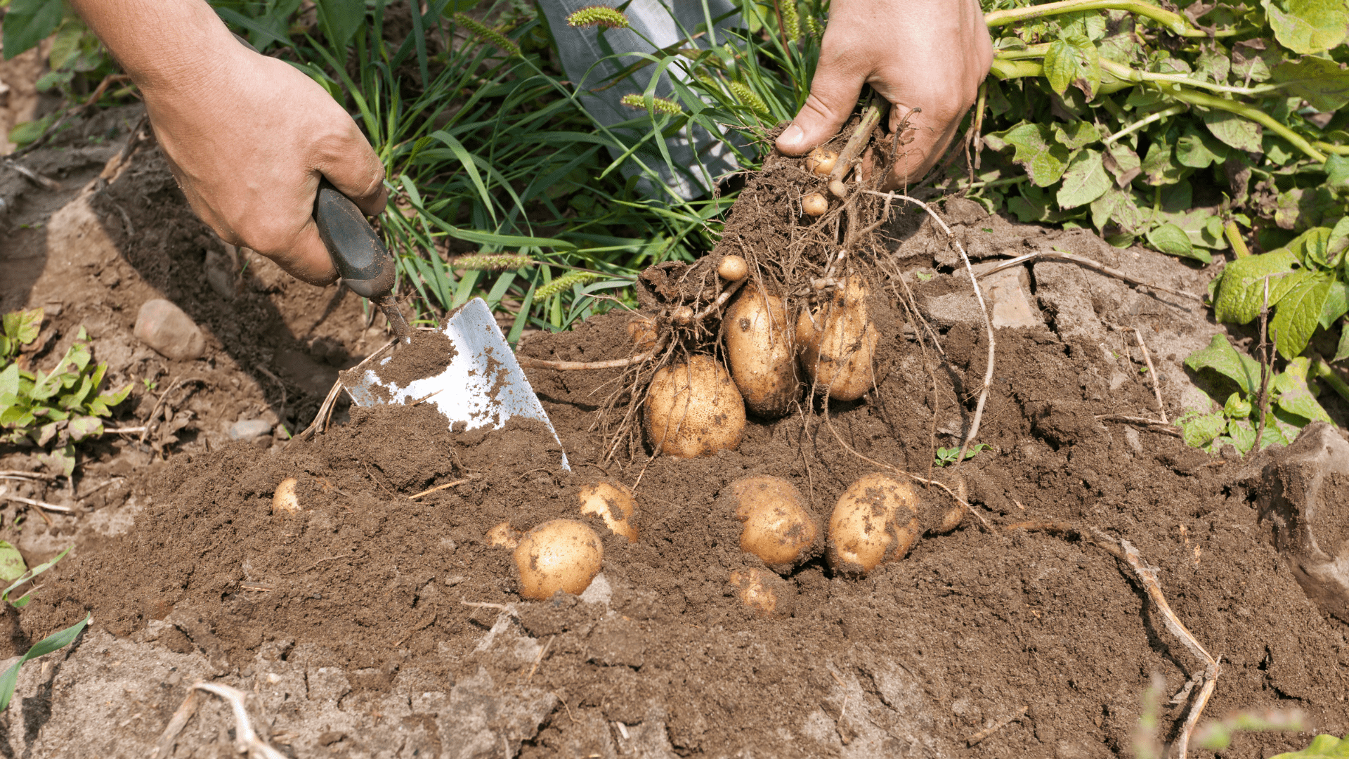 Nieuwe aardappel Koop eet en beleef lokaal